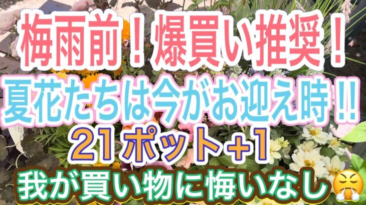 【ガーデニング】【爆買い】【想定外の出費】梅雨になる前に夏花買おう✨ 素敵なお花を好きなだけ買って予算内‼️のはずがまさかの展開に😭←犯人は助手💢夏花、じっくり紹介します【夏花】