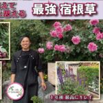 【バラ屋が選んだ】最強宿根草 紹介します！