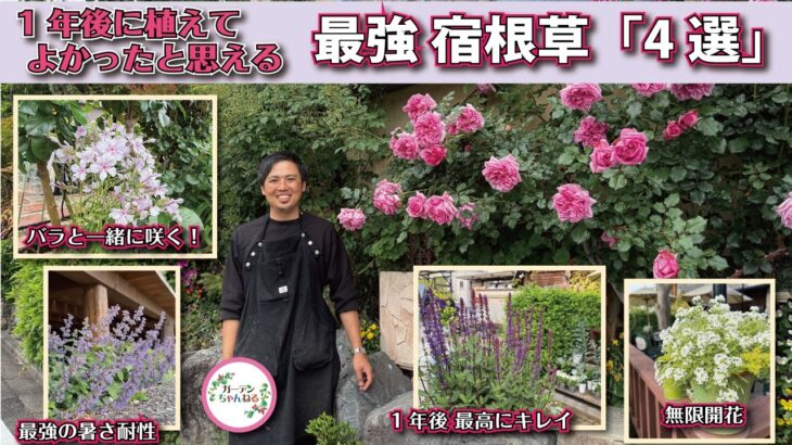 【バラ屋が選んだ】最強宿根草 紹介します！