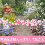 ガーデニング🌿満開のアジュガ小径のつくり方｜植えっぱなしで広がる美しさ｜おしゃれな宿根草の庭づくり・ナチュラルガーデン
