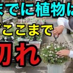 【猶予は後1カ月】今ここまで切っておかないと夏に枯れます。　　　　【園芸超人カーメン君】【ガーデニング】【初心者】