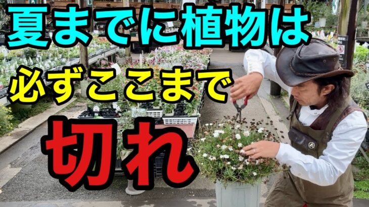 【猶予は後1カ月】今ここまで切っておかないと夏に枯れます。　　　　【園芸超人カーメン君】【ガーデニング】【初心者】