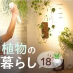 【全部見せます！】本多家の観葉植物１８｜グリーンを楽しむ暮らし #104