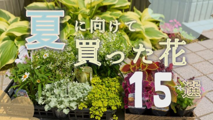 【ガーデニング】夏の花15選🌷猛暑でも元気！実際に庭に植えたおすすめ草花＆カラーリーフおしゃれ庭ベランダガーデニング🌱