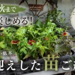 【25品種】夏から秋まで長く楽しめる！暑さに強い草花・宿根草・低木をご紹介