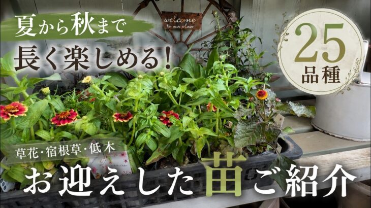 【25品種】夏から秋まで長く楽しめる！暑さに強い草花・宿根草・低木をご紹介