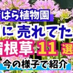 【おぎはら植物園】6月に本当に売れてた宿根草11選！６月の今の様子も紹介！ガーデニング・gardening