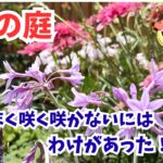【ガーデニング】狭い庭でもできる！ほったらかしでも毎年咲く庭の6月中旬！購入苗と植え付けも紹介！手間をかけない庭づくり！宿根草とこぼれ種で楽しむ！・gardening