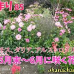 【庭作り 85】 5月末～6月に咲く花、クレマチス、ダリア、アルストロメリアなど暑くなる時期だけどまだまだ花盛り
