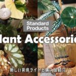 【観葉植物】小型の植物育成ライトを設置する丨 DAISO系列standard productsの植物が映える購入品紹介丨植え替え丨インテリアグリーン丨house plants🌱