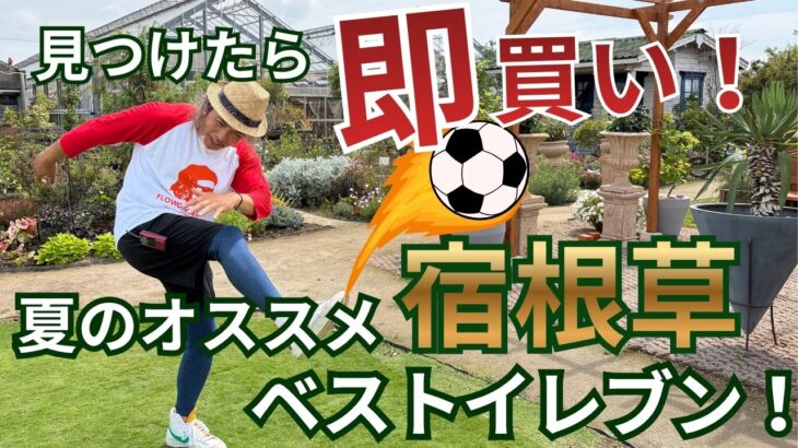 【見つけたら即買い！】夏のオススメ宿根草ベストイレブン!!ローメンテ＆ほったらかしOKで初心者さんにも優しい♪