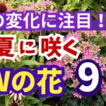 【ガーデニング】PWの人気の花！6月の今咲いてる花を移り変わってきた様子と共に紹介！注目の新品種を含め厳選9品種を紹介！あしかがフラワーパーク・ Gardening