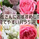 初心者さんにおすすめしたいバラ５品種🌹#ガーデニング #roses