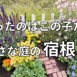 小さな庭で育てて分かった宿根草１０選【本音レビュー】