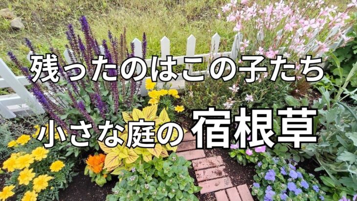 小さな庭で育てて分かった宿根草１０選【本音レビュー】