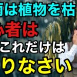 【今やれ！すぐやれ！】たったこの一手間で植物が枯れるかどうか決まります　　　【園芸超人カーメン君】【ガーデニング】【初心者】
