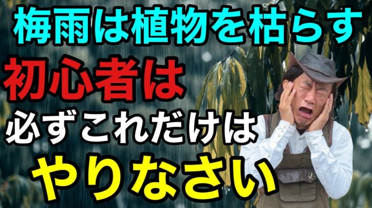 【今やれ！すぐやれ！】たったこの一手間で植物が枯れるかどうか決まります　　　【園芸超人カーメン君】【ガーデニング】【初心者】