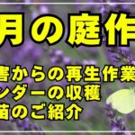 【雹には負けない！】花々の再生作業とラベンダーの収穫。購入苗のご紹介と植え付けを行います。