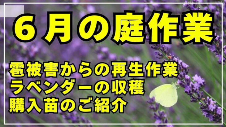 【雹には負けない！】花々の再生作業とラベンダーの収穫。購入苗のご紹介と植え付けを行います。