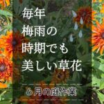 ガーデニング｜暑さに負けない花を集めました｜梅雨時期のガーデン管理