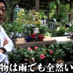 雨雨雨ですが・・・【カーメン君】【園芸】【ガーデニング】