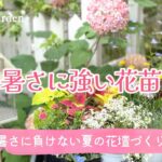 ガーデニング🌿夏の暑さに強い花苗９選｜静かな午後に植えつける夏の花壇づくり｜秋まで咲き続ける・おしゃれな夏の花