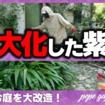 【ガーデニング】爆発したシランを掘り返したら…宿根草の庭を劇的大改造！