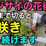 【すぐ切る事】これで永遠にアジサイを咲か続けられます　【園芸超人カーメン君】【剪定】【紫陽花】