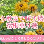 ガーデニング・夏から秋まで咲き続けるおすすめ宿根草９選🌻植えっぱなしで楽しめる庭づくり｜おしゃれな夏の花