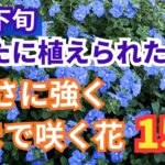 【ガーデニング】 プロは６月下旬に何を植えた？あしかがフラワーパークで追加植栽された暑さに強く秋まで長く咲く花15選！