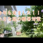 ガーデニング｜今年も来ました！！、小さな庭の酷暑対策｜ 〜小さな庭のある暮らし 180〜Gardening ｜ Life in a tiny garden