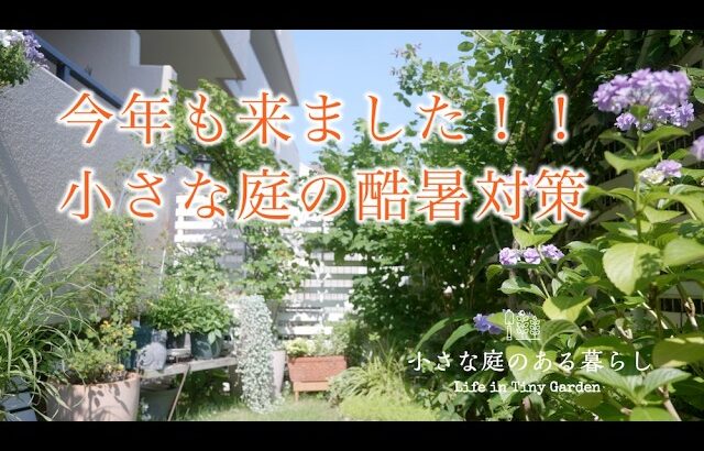 ガーデニング｜今年も来ました！！、小さな庭の酷暑対策｜ 〜小さな庭のある暮らし 180〜Gardening ｜ Life in a tiny garden