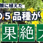 【ガーデニング】わずか1か月半で絶大な効果発揮！雑草対策に植えた５品種が優秀すぎ！もう雑草に悩まない庭づくり！gardening