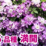 【ガーデニング】26種類のクレマチスが満開！初夏の庭をオリジナル曲と共に紹介！プロが植えてるのはコレ！あしかがフラワーパーク【 Gardening】
