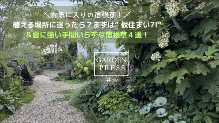 【ガーデニング】植える場所に迷ったら？まずは『鉢植え』＆夏に強い手間いらずな宿根草4選！|ガーデニング|鉢植えのメリット