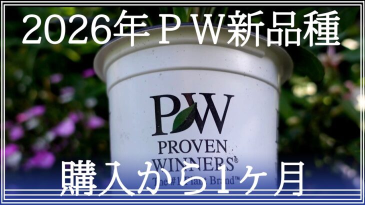 ＰＷの今年の新品種4品種｜ネット購入苗12品種の1ヶ月後の成長｜ガーデニング