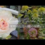 薔薇と宿根草の庭、真夏の装い。7月末のガーデンツアーへようこそ