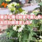 【ガーデニング】7月のお庭の様子/暑さに強いルドベキア・エキナセア・ブッドレア・コレオプシス