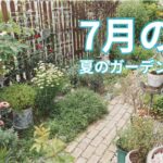 【ガーデニング】7月の庭｜夏の花たちが彩るガーデンツアー