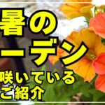 【7月のガーデンツアー】猛暑のガーデンをカメラ片手にぐるっと回って咲いている花をご紹介します。