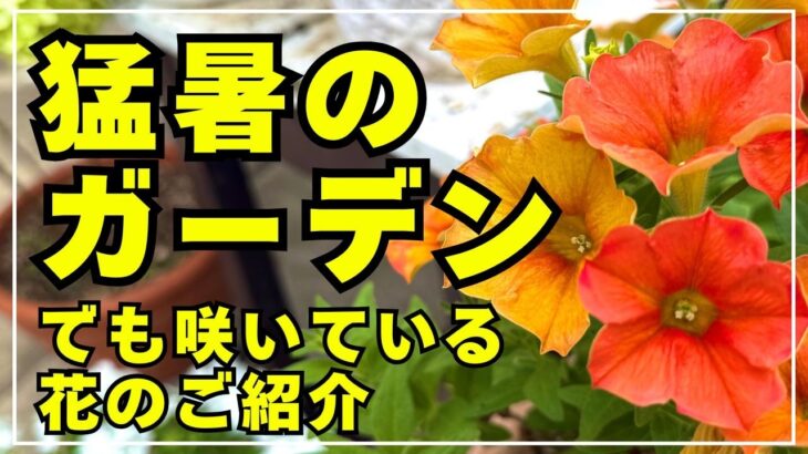 【7月のガーデンツアー】猛暑のガーデンをカメラ片手にぐるっと回って咲いている花をご紹介します。