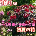 【庭作り 86】6月下旬～7月、暑い中咲いてる初夏の花🌺アジサイ、コレオプシス、ルドベキア、フロックスなど