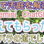 【ガーデニング】【Gemini】【ChatGPT】梅雨明け汚庭をどうにかしたくてAIに聞いてみた‼️アドバイス通りにしようとしたら地獄を見ました💦けど、具体的アドバイスは素晴らしかった✨【チャッピー】