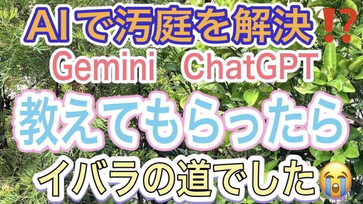 【ガーデニング】【Gemini】【ChatGPT】梅雨明け汚庭をどうにかしたくてAIに聞いてみた‼️アドバイス通りにしようとしたら地獄を見ました💦けど、具体的アドバイスは素晴らしかった✨【チャッピー】