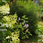 【改訂版】梅雨の終わり初夏の緑溢れるLucyGrayのガーデンツアー/紫陽花やクレマチスなどの剪定方法もご紹介！