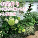 【ガーデニングVlog】おしゃれで猛暑に強いお花4選／お気に入りのアナベル／夏苗３種お迎え
