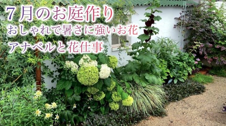 【ガーデニングVlog】おしゃれで猛暑に強いお花4選／お気に入りのアナベル／夏苗３種お迎え