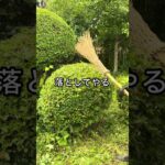 その刈り込み、実は損してるかも？職人が教える“ひと手間”で仕上がりが劇的に変わる方法　#園芸 #ガーデニング