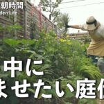 【ガーデニング】梅雨で大荒れの庭を夏前に整える💪｜ホムセンの定番夏苗は最高♡｜小さな庭で有機栽培