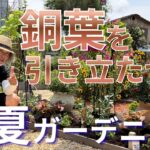 意外と強い最強夏花でお庭のシンボルになるフォーカルポイントを作ろう♬銅葉の上手な使い方でおしゃれ度アップ！